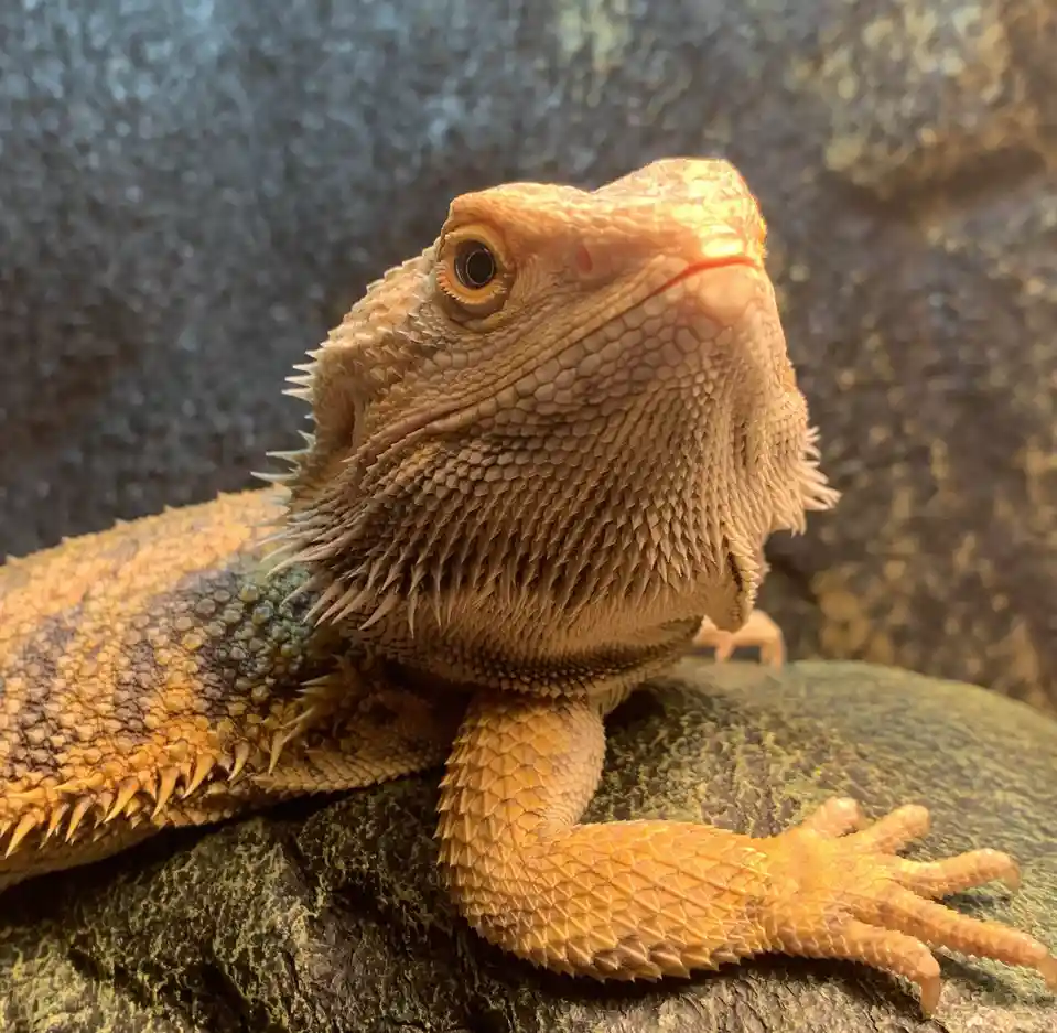 A close-up photo of a bearded dragon lizard with orange and tan scales, resting on a rock. The lizard has a calm, slightly…