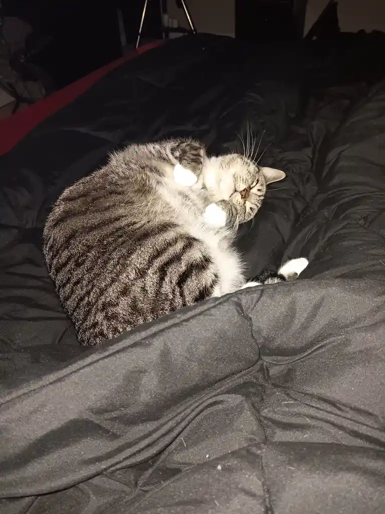 My Cat and I: Struggling to Strike a Cute Pose Together