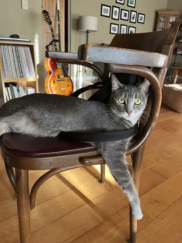 A gray tabby cat with bright yellow eyes is lounging on a wooden chair with a red cushion, its body stretched out and one…