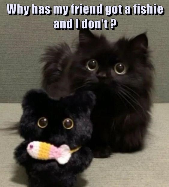 A fluffy black cat stares with wide eyes at a smaller black stuffed cat toy holding a knitted fish. The overlaid text asks…