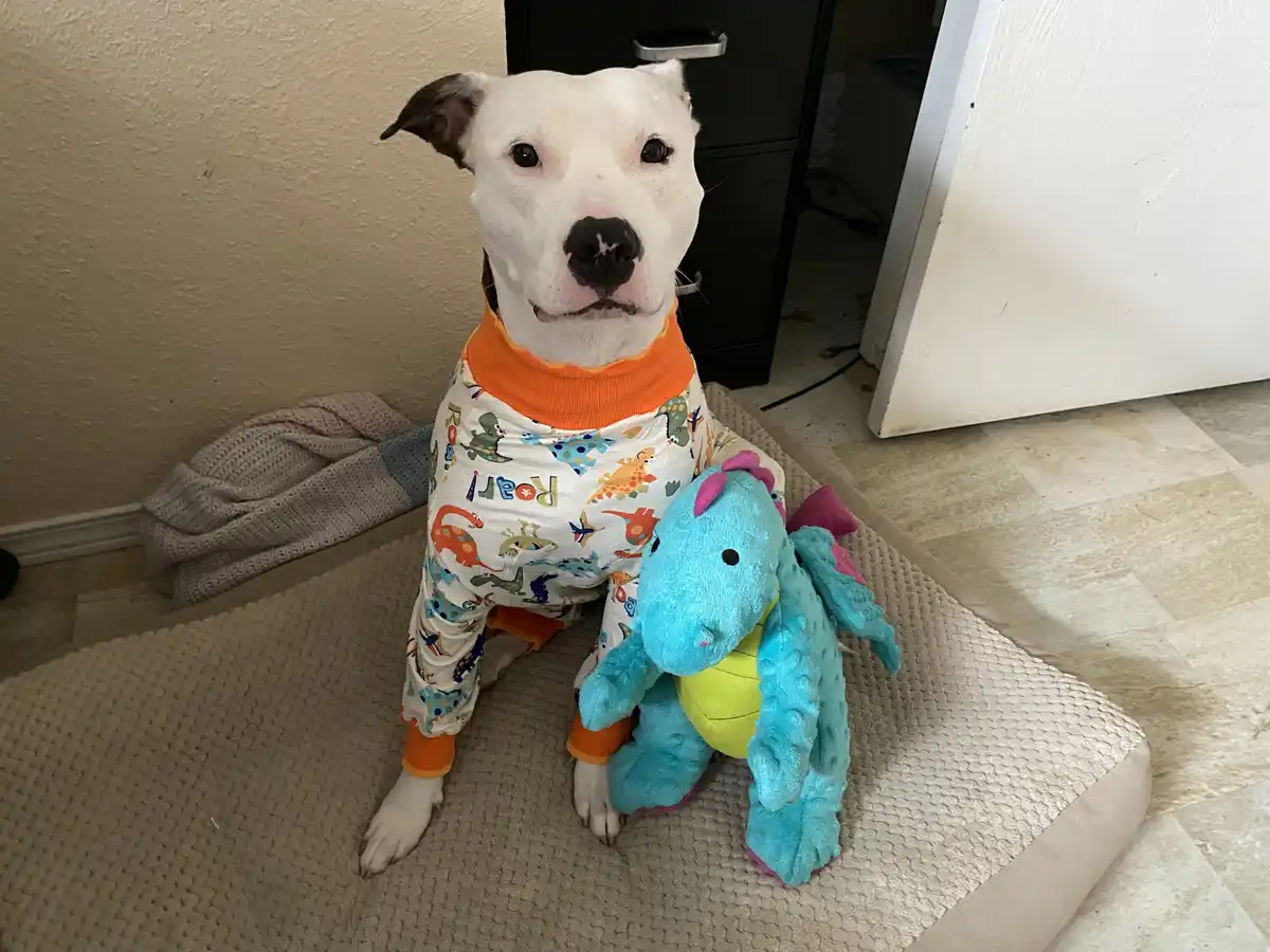Meet the Adorable Puppersaurus: A Cuteness Overload