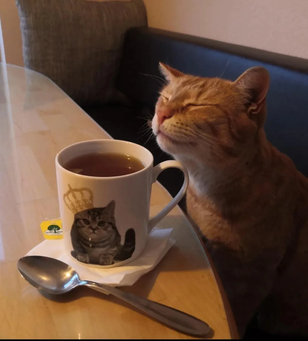 A ginger cat sits beside a white mug filled with tea, eyes closed in blissful contentment. The mug features a printed image…