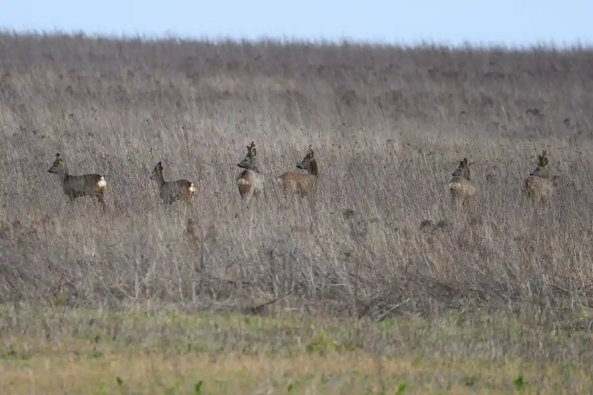 A group of deer stand in a field of dry, brown grass, with some facing away showing their white-tipped tails. The overlaid…