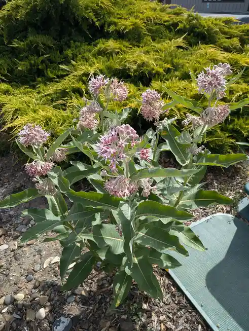 A photo of a milkweed plant with pinkish-white star-shaped flowers and large green leaves, growing in a garden bed next to a…