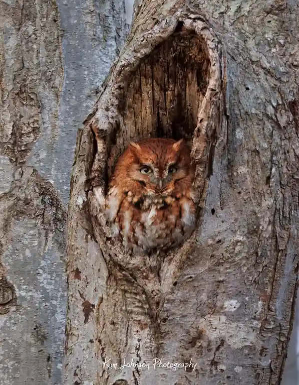 A small, brown owl with wide, alert eyes peeks out from a natural hollow in the trunk of a tree with textured bark. The…