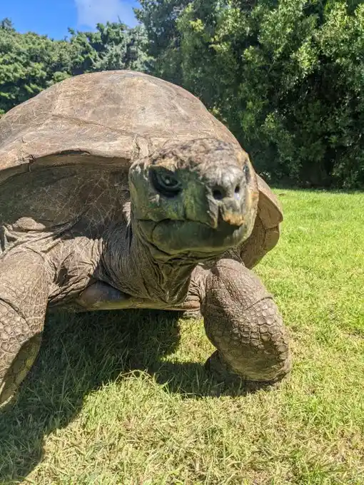 A close-up photo of a large tortoise on green grass under a blue sky with trees in the background. The tortoise has a…