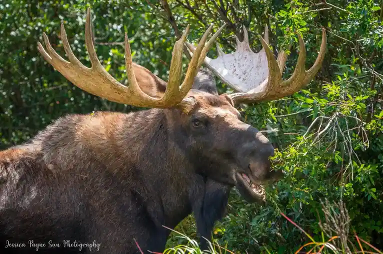 A large male moose with massive antlers is shown in a forest, chewing on green foliage. The image has text overlaid that…