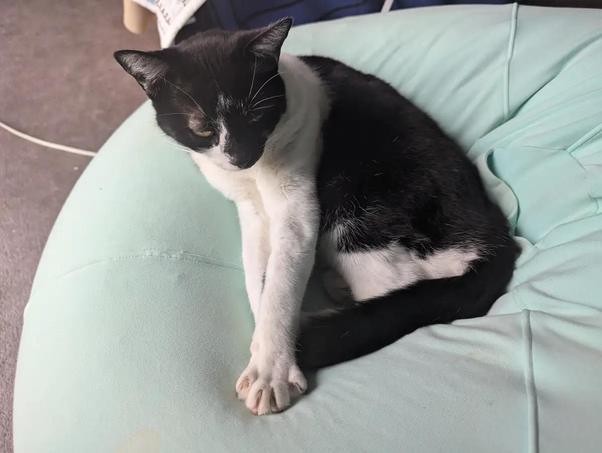 A black and white cat is lounging on a light blue beanbag chair, looking tired and uninterested. The cat has one paw…