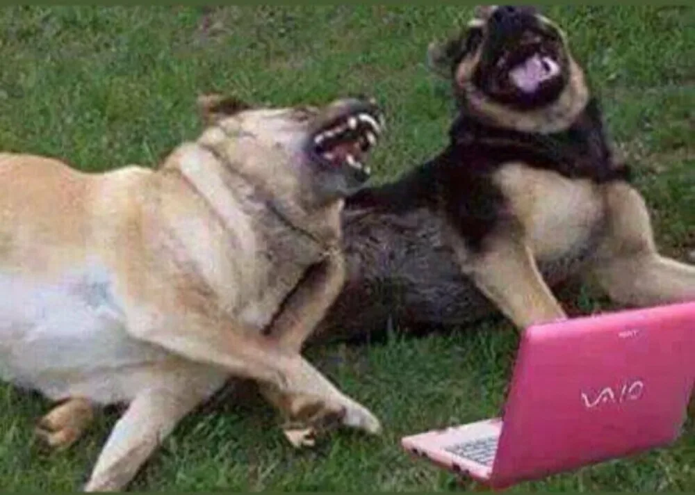Two dogs are lying on grass, both with mouths wide open in what appears to be a yelp or bark, facing each other. A pink Sony…