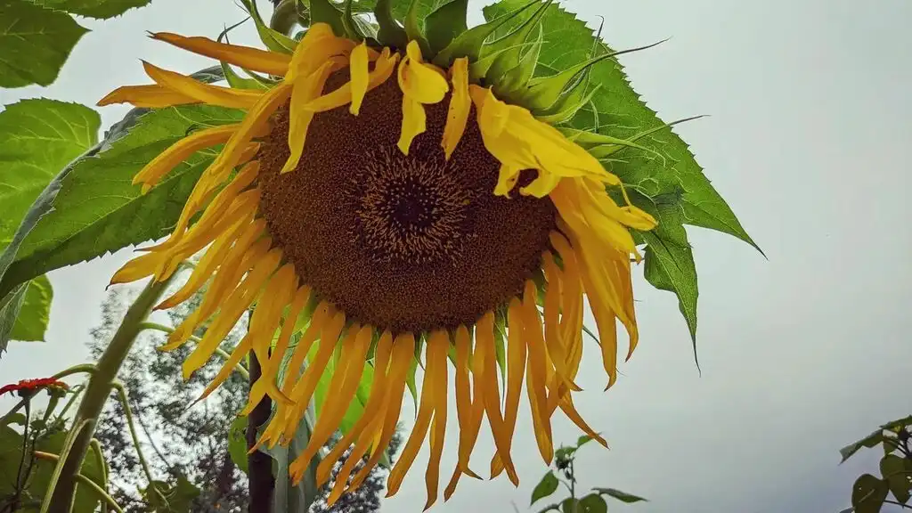 A close-up photograph of a large, wilting sunflower with drooping yellow petals and a dark brown center, surrounded by green…