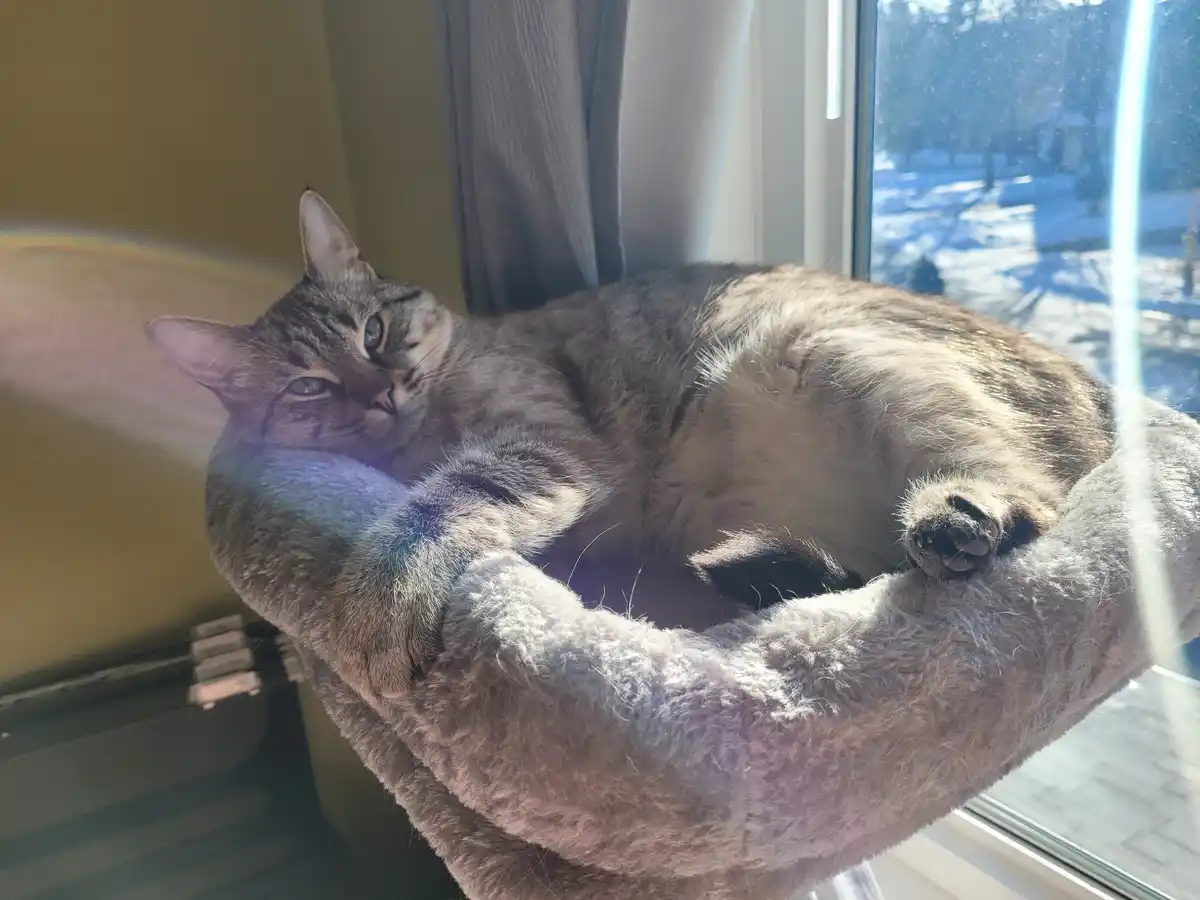 A gray tabby cat is curled up and sleeping soundly in a fluffy gray window perch, basking in sunlight streaming through a…