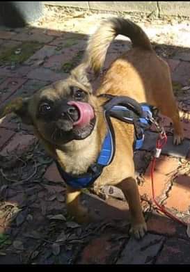 A tan pug dog wearing a blue harness and red leash stands on a brick patio, looking up with its tongue out and tail curled…