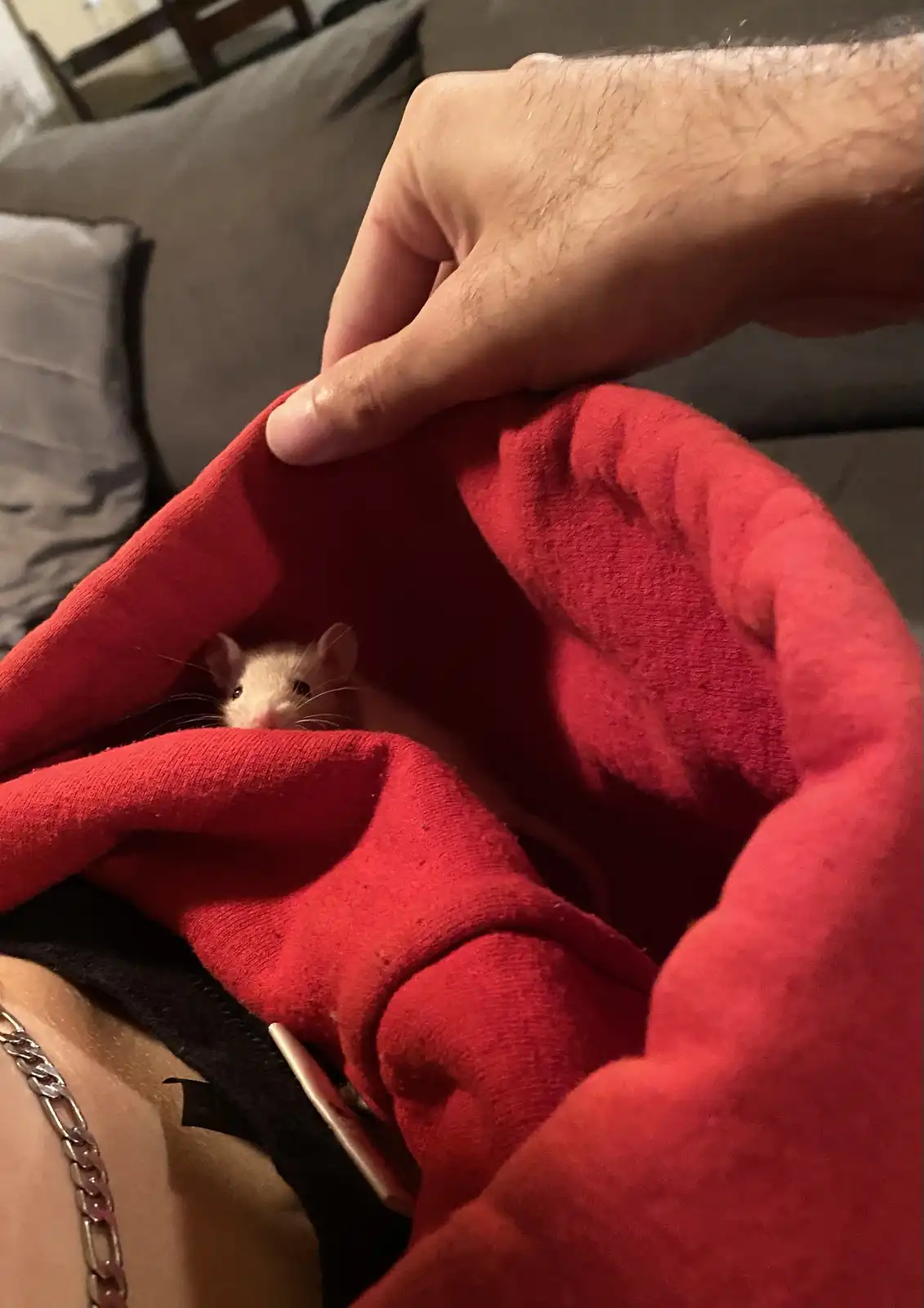 A small, light-colored rat peeks out from under a red blanket held by a person's hand, with a couch visible in the…