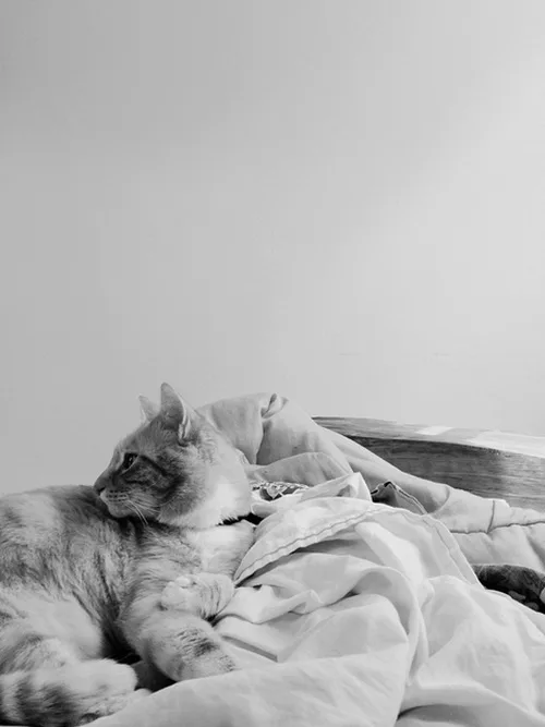 A black-and-white photo of a tabby cat lying on rumpled bedding, looking off to the side with a relaxed, slightly aloof…