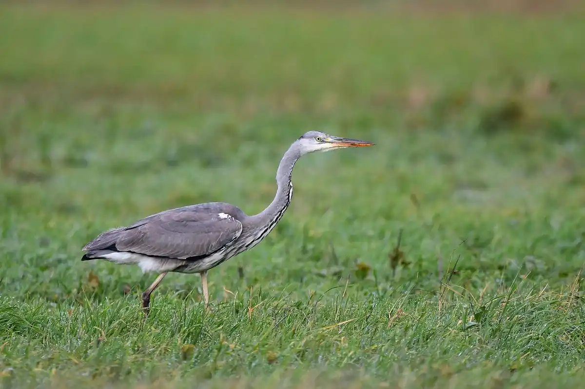 A grey heron stands in a grassy field, its long neck extended and beak pointed forward. The bird's grey feathers, white…