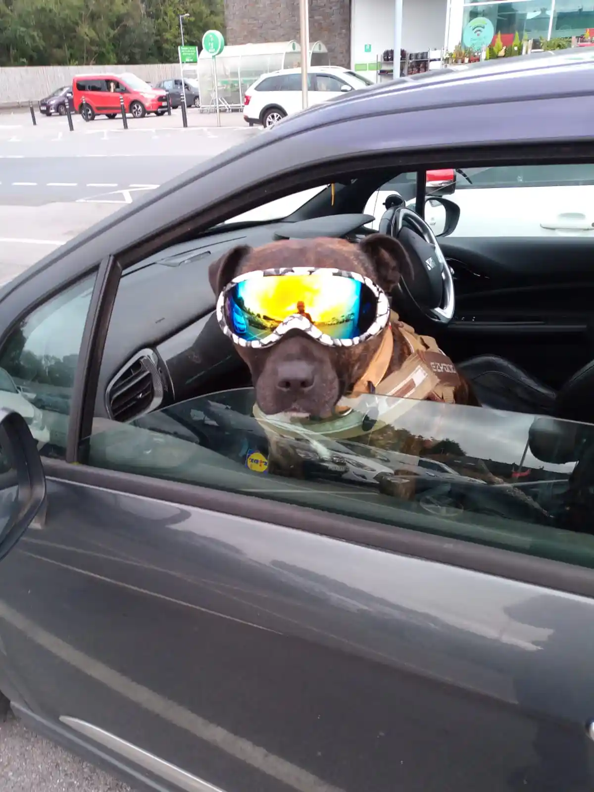A brown dog sits in the driver's seat of a dark gray car, wearing large ski goggles with a reflective yellow and blue lens…