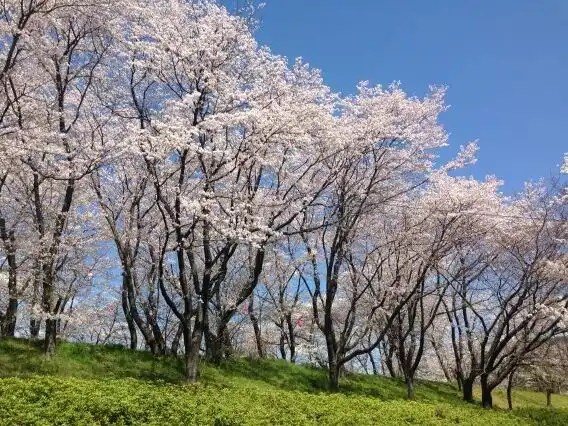A scenic photo of cherry blossom trees in full bloom under a clear blue sky, with green grass at the base of the hill. The…
