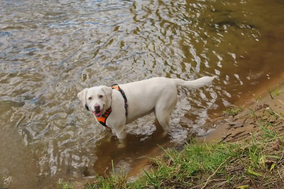 A white Labrador Retriever wearing an orange and black life vest stands in shallow, murky water at a riverbank, looking…