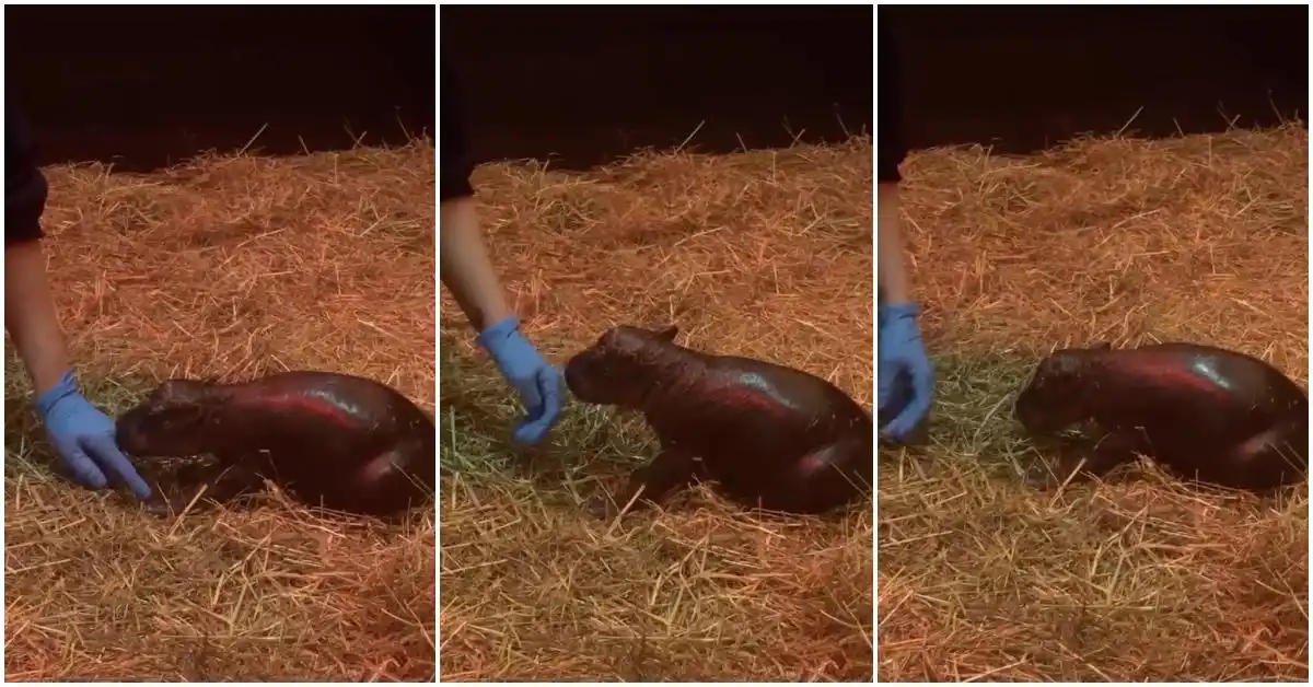 A three-panel image sequence shows a small, wet baby hippopotamus lying on straw. A person wearing blue gloves reaches…