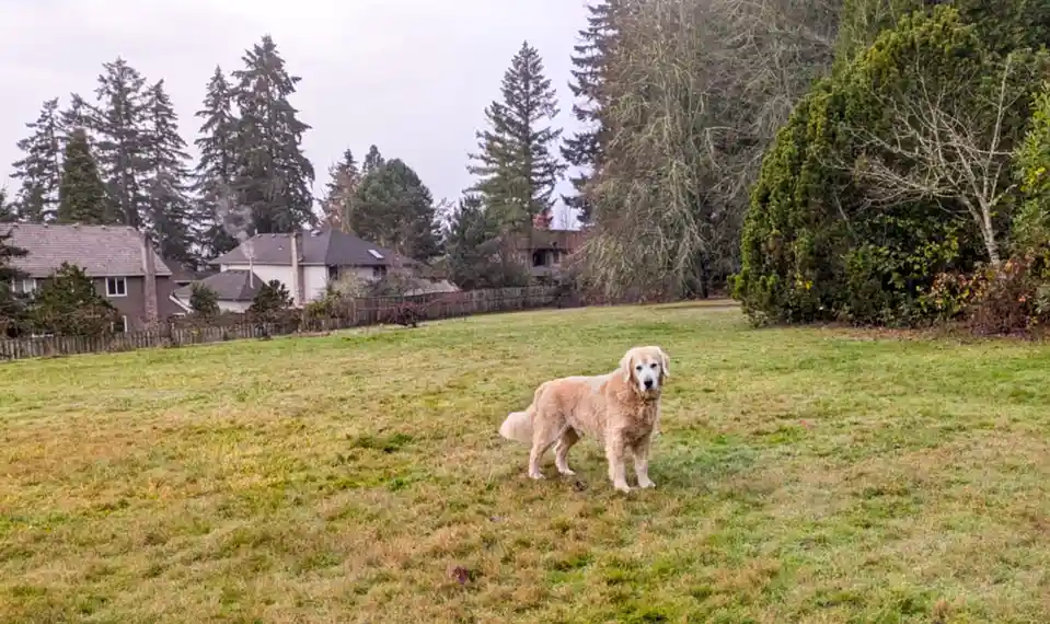 A golden retriever stands in a grassy backyard with houses and trees in the background, looking directly at the camera with…