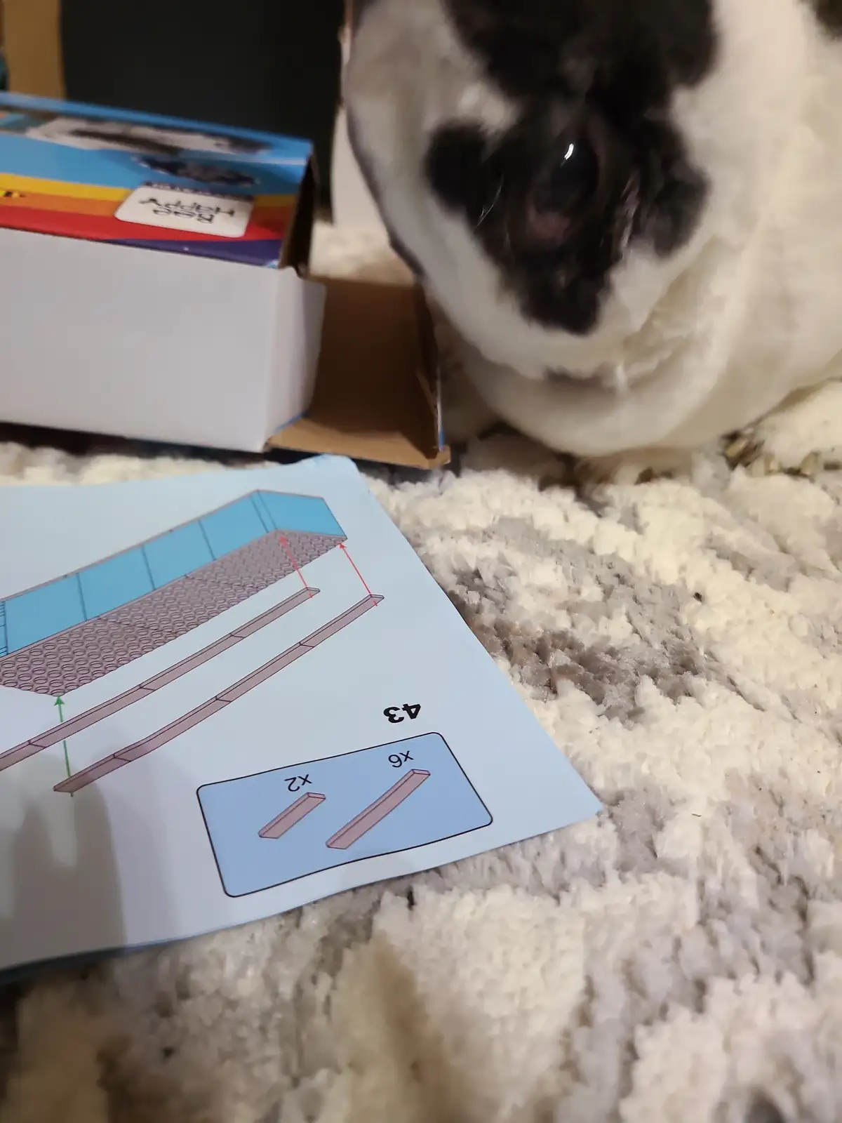 A close-up shot shows a black-and-white rabbit intently staring at a printed instruction sheet for a toy or kit, which…