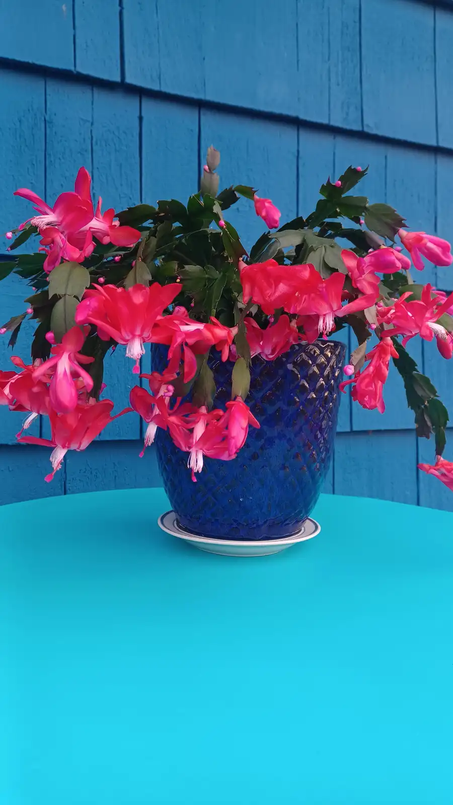 A vibrant pink flowering plant, likely a Schlumbergera (Christmas cactus), is overflowing from a textured blue ceramic pot…