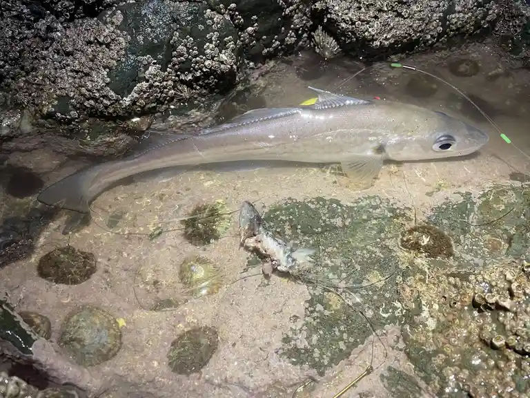 A large, silver fish, likely a cod, lies motionless in shallow, clear water among barnacle-covered rocks. A fishing line…