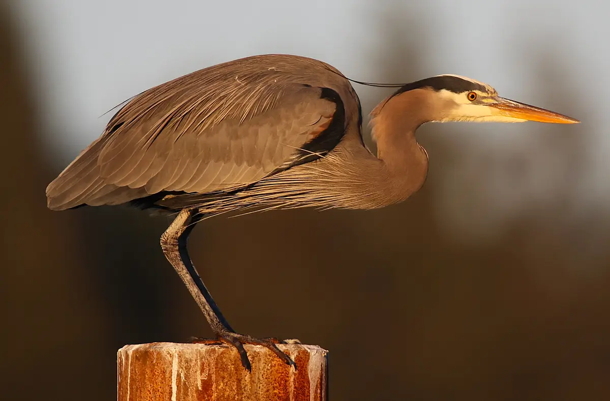 A great blue heron stands gracefully on one leg atop a rusty wooden post, its long neck curved and head turned slightly…