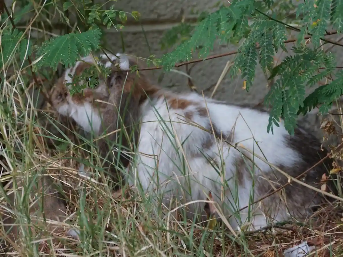 A brown and white rabbit is partially hidden among green fern-like leaves and dry grass, with its head peeking through the…