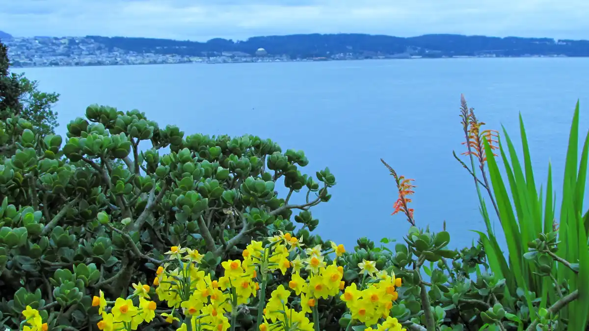 A scenic photo shows vibrant yellow daffodils and green succulents in the foreground, overlooking a calm blue bay with a…