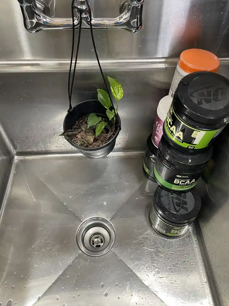 A small potted plant with some dead leaves hangs over a stainless steel sink, next to a tall stack of black and green…