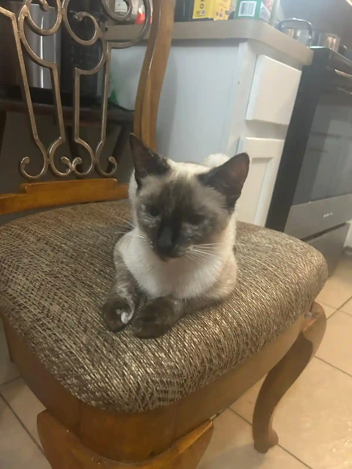 A siamese cat with dark points and a white chest sits calmly on a textured brown cushioned chair in a kitchen. The cat looks…