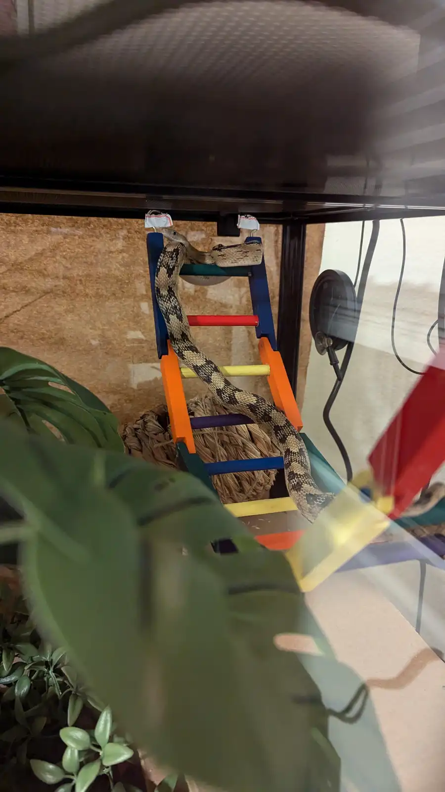 A patterned snake is seen climbing a colorful, child-like ladder inside a glass enclosure, with the overlaid text reading…