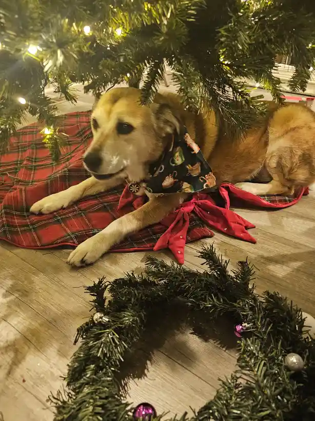A golden-brown dog wearing a festive bandana lies calmly under a lit Christmas tree on a red plaid blanket. The dog has a…