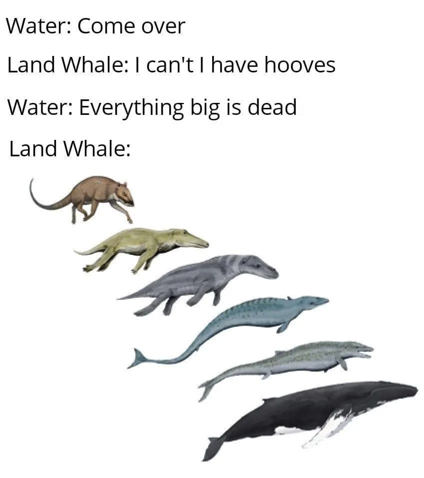 A vertical sequence of seven illustrations shows the evolutionary transition of whales from land-dwelling mammals with…