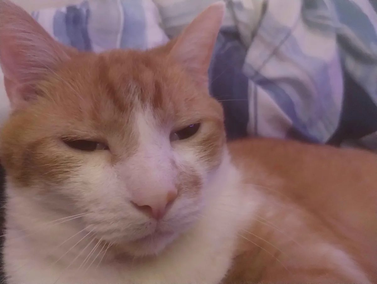 A close-up of an orange and white cat with half-closed eyes and a relaxed expression, resting on a blue and white plaid…