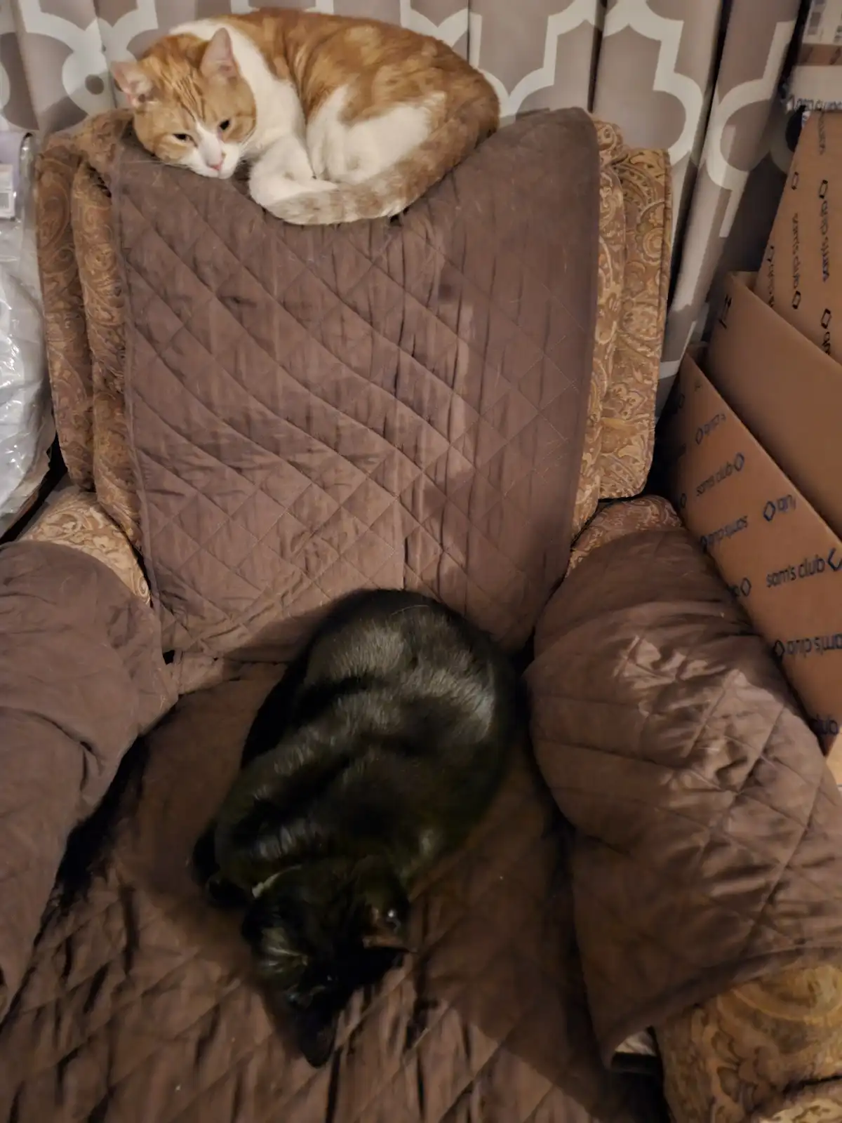 An orange and white cat sleeps curled on top of a brown quilted armchair backrest, while a black cat sleeps curled on the…