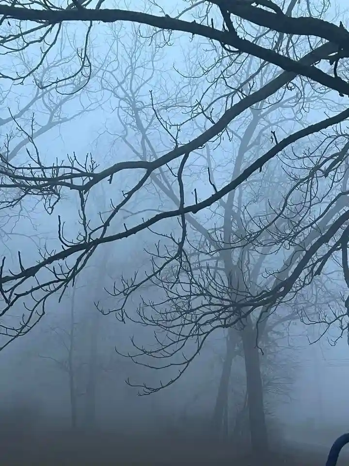 A foggy, eerie forest scene with bare tree branches silhouetted against a hazy blue-gray background. The overlaid text reads…