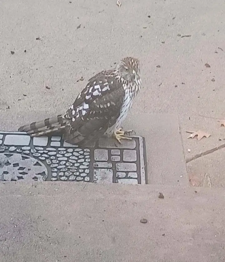 A Cooper's Hawk Graces My Front Porch Today