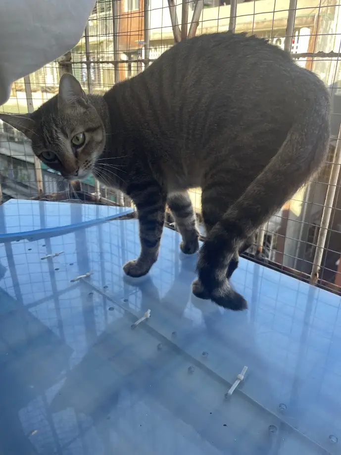 A gray tabby cat stands on a blue plastic surface inside a wire cage, looking sideways with a bored or unimpressed…