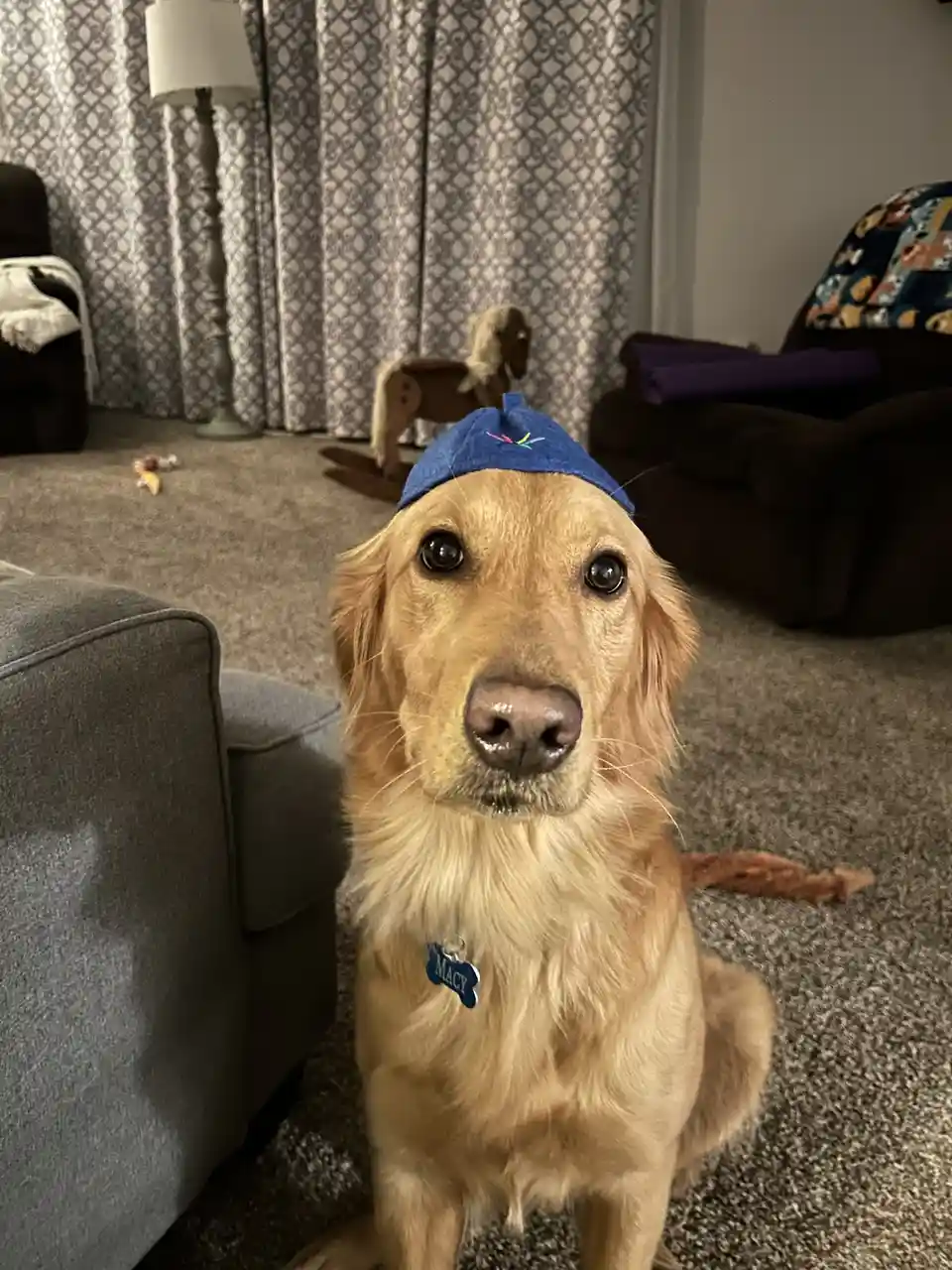 A golden retriever named Macy sits on a carpeted floor in a living room, wearing a small blue cap with a colorful…