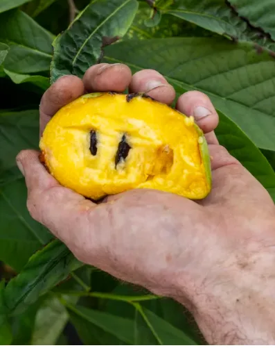 a hand holds a halved yellow fruit with two dark seeds arranged to resemble eyes and a small indentation as a mouth…