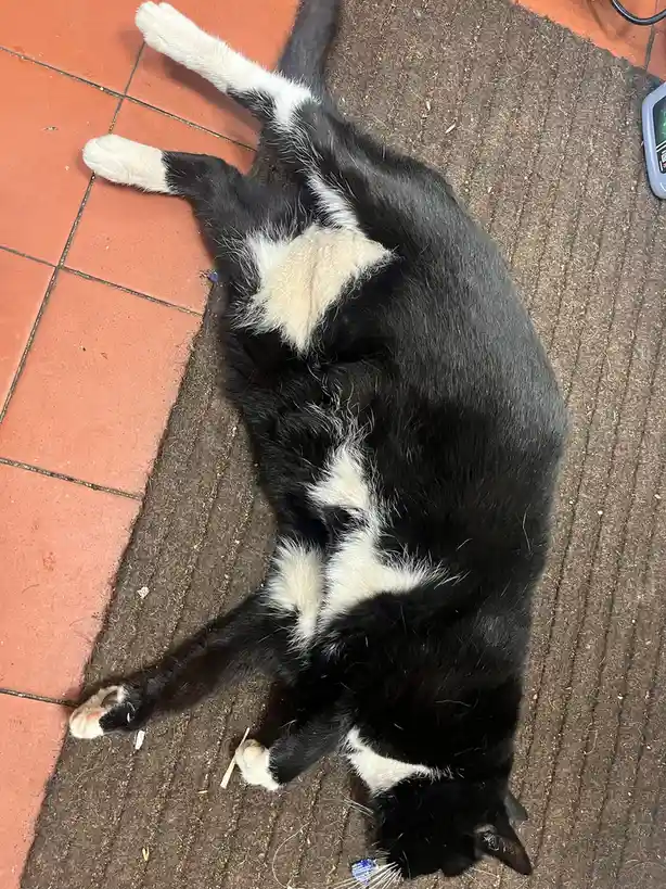 A black and white cat is lying on its back on a brown textured rug next to red tiled flooring, exposing its belly and paws…