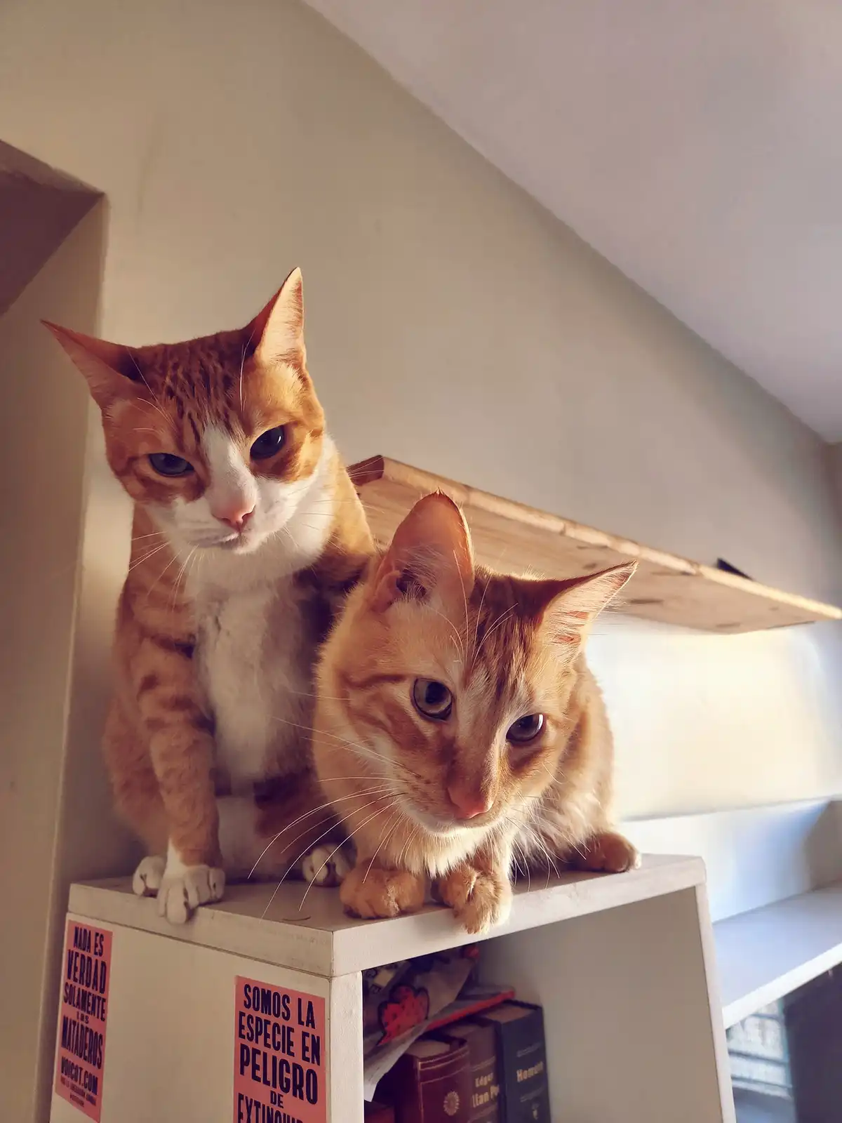 Two orange tabby cats sit atop a white bookshelf, looking down with serious expressions. Stickers on the shelf read 'NADA ES…