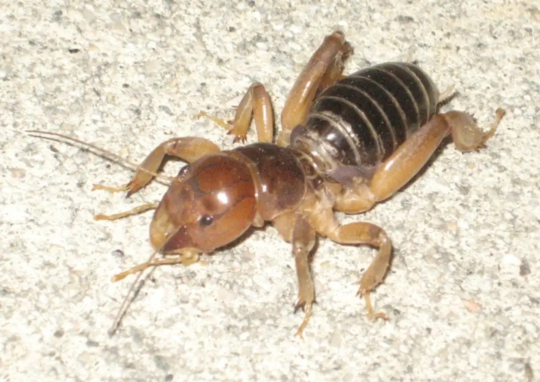 A close-up photo of a large, brownish insect with prominent pincers and segmented body on a textured concrete surface. The…