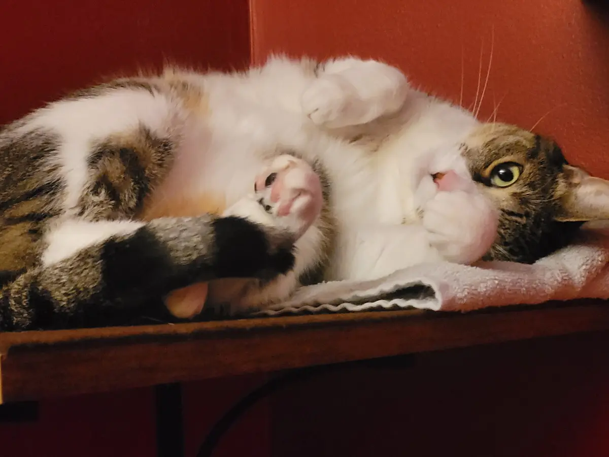 A fluffy calico cat lies on its back on a wooden surface, exposing its pink paw pads and belly, with one paw raised and its…