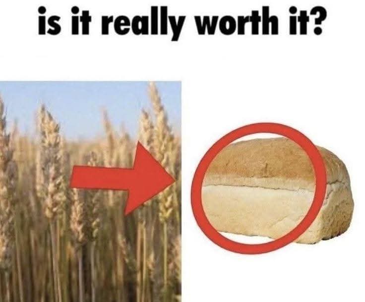The image shows a field of wheat stalks on the left with a large red arrow pointing right to a loaf of bread circled in red…