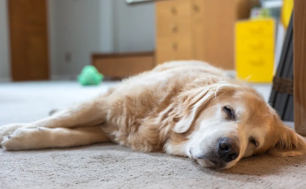 a golden retriever is lying on a carpeted floor with its eyes half-closed, appearing very sleepy or relaxed. The dog's body…