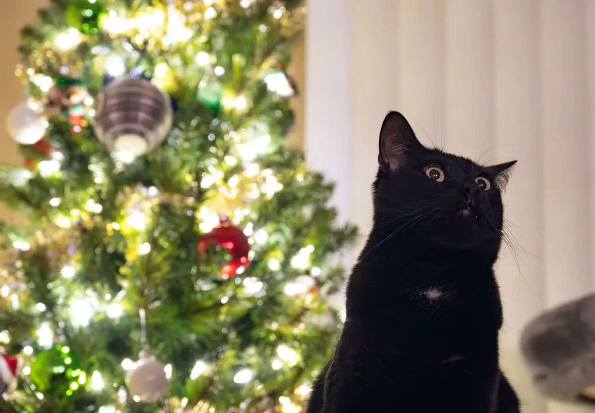 A black cat with wide, startled eyes looks upward in front of a brightly lit, decorated Christmas tree with blurred…