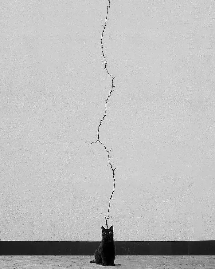A black cat sits on a tiled floor staring upward at a long, jagged vertical crack running up a plain white wall. The cat's…